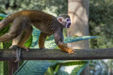 Common Squirrel Monkey, Saimiri Sciureus, A Species Of Squirrel Monkey From Guiana, Venezuela And Brazil