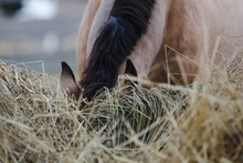Portrait Of Horse Eating Hay From Feeder In Horse Paddock In Autumn In Daytime