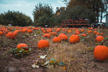 tractor driving by near pumpkin patch