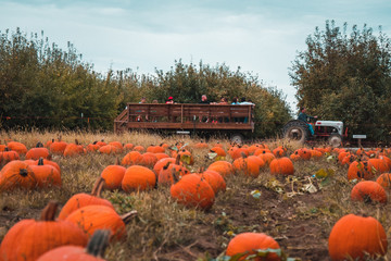 tractor driving by near pumpkin patch
