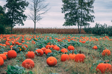 Pumpkin Patch In The Fall Time