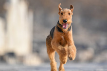 Two-year-old Airedale Terrier Dog Running Forward On The Background Of Ancient Ruins.