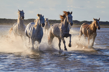 Wild white horses are running in the water .Sunset in Camargue , France 