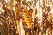 Horizontal Closeup Of  Two Mature Corn Cobs Crossing In A Brown Corn Field.