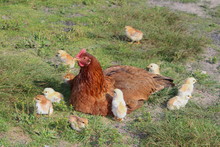 Mother Hen With Her Baby Chicks On The Grass