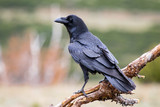 Common raven (Corvus corax), perched on a log. Wild animal life.
