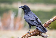 Common Raven (Corvus Corax), Perched On A Log. Wild Animal Life.