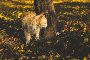 Little beige kitten in instagram style with leaves