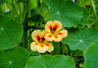 Close up of the big round leaves and two pale yellow and orange flowers of garden nasturtium or Indian cress or monks cress (Tropaeolum majus)