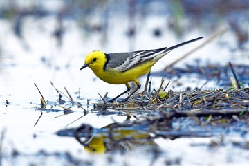 Canvas Print -  Zitronenstelze (Motacilla citreola) im Nationalpark Biebrza, Polen - Citrine wagtail in Biebrza National Park