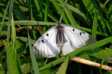 Canvas Print - Schwarzer Apollo (Parnassius mnemosyne) - Clouded Apollo