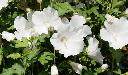 Wall Mural - (Hibiscus syriacus) Floraison blanche éphémère de l'althéa ou guimauve en arbre 