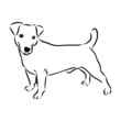 vector illustration of a dog, jack russell terrier sketch 
