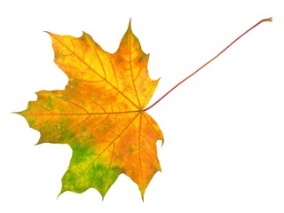 Wall Mural - leaf on white