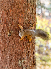 Autumn Squirrel Climbs Up A Tree Trunk