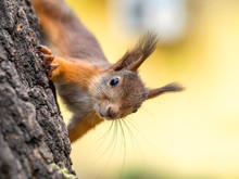 Portrait Of A Squirrel On A Tree Trunk