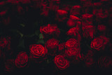Dark Roses