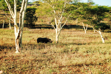 Wild rhinos in South African wildlife nature reserve