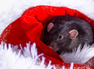 A dark gray rat on a white background in a Santa Claus hat.