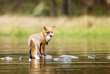Red Fox In River With Little Fish - Vulpes Vulpes