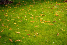 Green Grass Lawn With Yellow Autumn Leaves