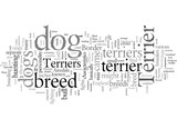 Fototapeta Niebo - dog terrier