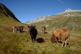 Fototapeta Konie - cows in the mountains