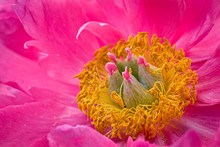 Close View Of Anthers And Stigmas Of A Peony Flower.