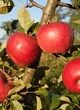 Jabłka w jesiennym sadzie