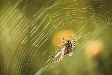 spider on web