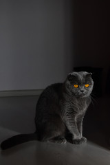 A Scottish fold cat sits at the entrance waiting for the owner and looks into the distance. A ray of sunlight breaks through an ajar door. The cat is gray with bright orange eyes.