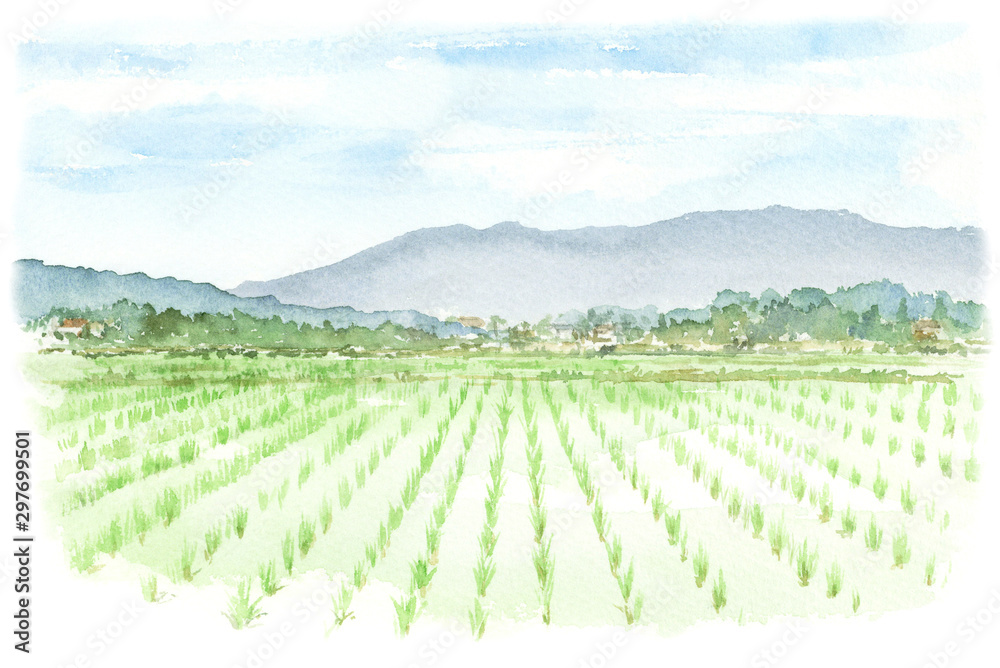 水田の風景の水彩画 Stock Illustration | Adobe Stock
