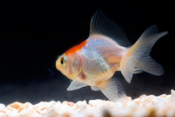 Canvas Print - Gold fish or goldfish floating swimming underwater in fresh aquarium tank.
