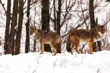  Coyote(s) in a winter scene