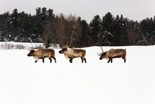 Caribou In A Winter Scene
