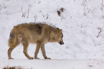  An Arctic Wolf in winter