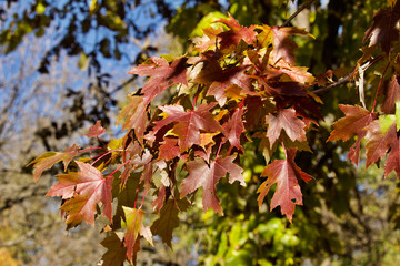 Wall Mural - close up view of attractive copper color autumn oak leaves on a tree branch on a sunny day