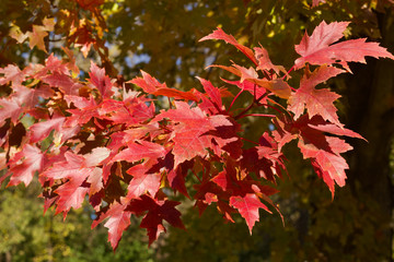 Wall Mural - close up view of bright red autumn color maple leaves on a tree branch on a sunny day