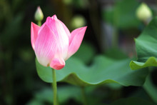 Pretty Pink Lotus On Green Background