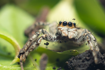 spider on leaf