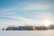 A long range of winter pine trees under the sunset and blue sky and clouds in the white ground covered by and full of snow. Trees line on the snowy ground with light from the sun shining to the earth.