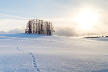 A small pine forest under the sunset and foot steps on the white shinny snow. A bush of trees cast big shadow on the snowy ground with light from the sun shining onto the earth. Beautiful nature