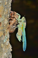 Poster - New-born cicada 2