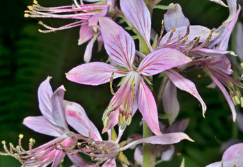 Canvas Print - Flower fraxinella 7