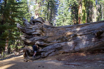 Wall Mural - Yosemite Fall 2019