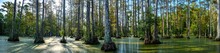 Panoramic Photo Of Bald Cypress Swamp