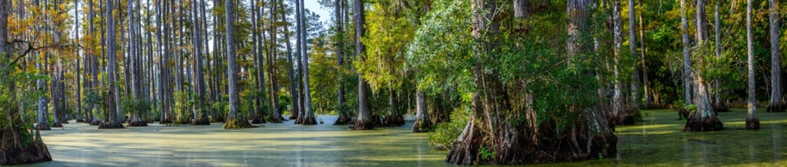 panoramic photo of bald cypress swamp