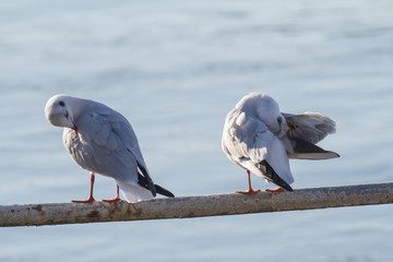 two seagulls standing on a handrail in backlight