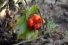 Large Red Partially Dried And Shriveled Tomato Left On Plant In Local Urban Garden After Picking Surrounded With Green And Dry Leaves On Warm Sunny Autumn Day