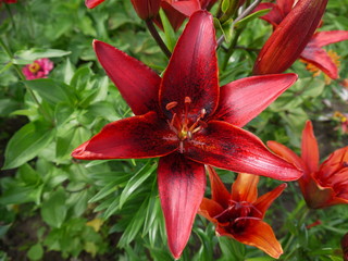  Цветок лилия малиново-красная с черными крапинами азиатская